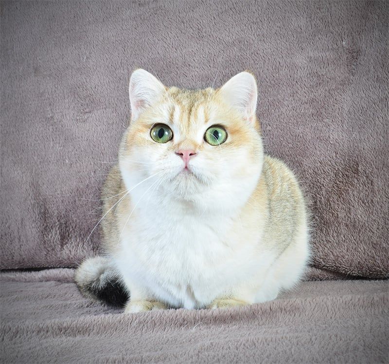 Дівчинка золота в пошуках родини