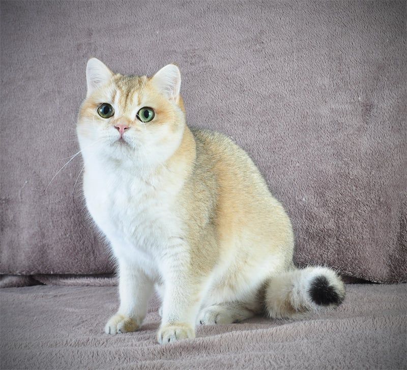 Дівчинка золота в пошуках родини