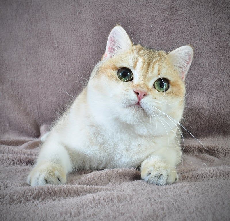 Дівчинка золота в пошуках родини