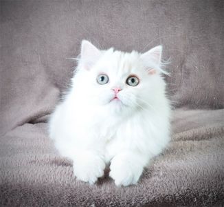 Гарненький зефірчик Хайленд страйт