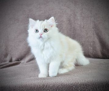 Гарненький зефірчик Хайленд страйт