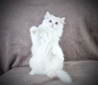 Гарненький зефірчик Хайленд страйт