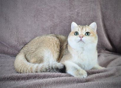 Дівчинка золота в пошуках родини