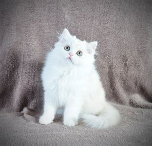 Гарненький зефірчик Хайленд страйт