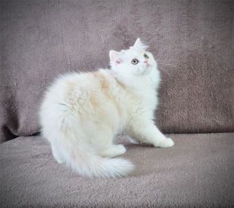 Гарненький зефірчик Хайленд страйт