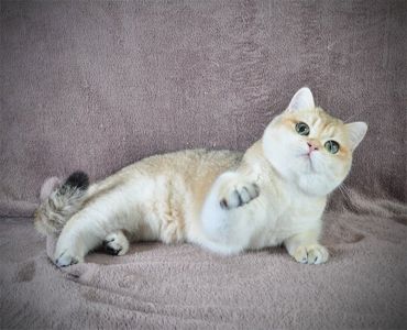 Дівчинка золота в пошуках родини