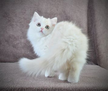 Гарненький зефірчик Хайленд страйт