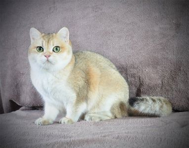 Дівчинка золота в пошуках родини