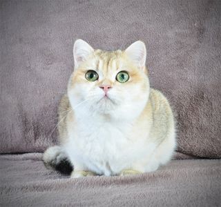 Дівчинка золота в пошуках родини