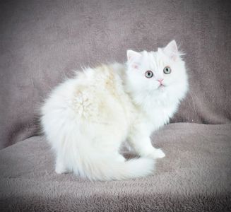 Гарненький зефірчик Хайленд страйт