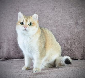 Дівчинка золота в пошуках родини