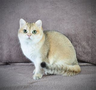 Дівчинка золота в пошуках родини