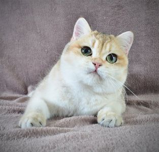 Дівчинка золота в пошуках родини