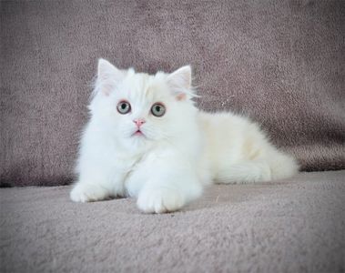 Гарненький зефірчик Хайленд страйт