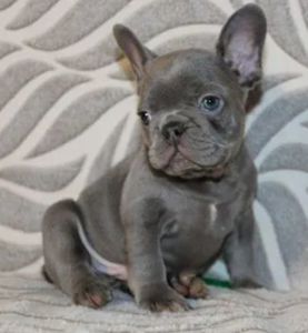 лиловые французские бульльдоги