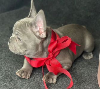 лиловые французские бульльдоги