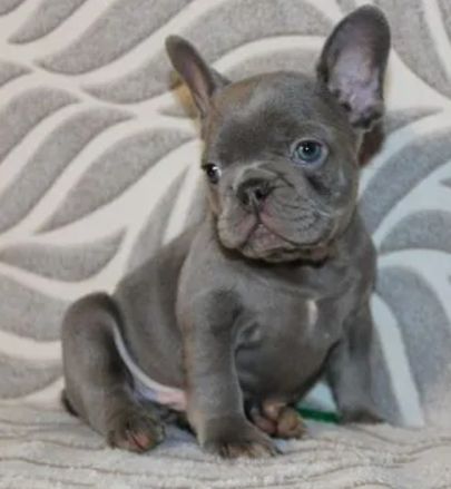 лиловые французские бульльдоги