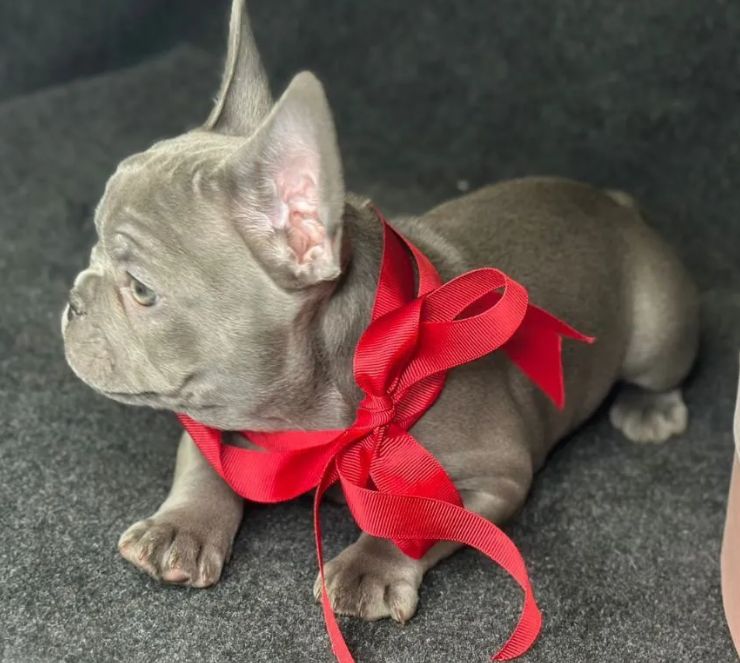 лиловые французские бульльдоги