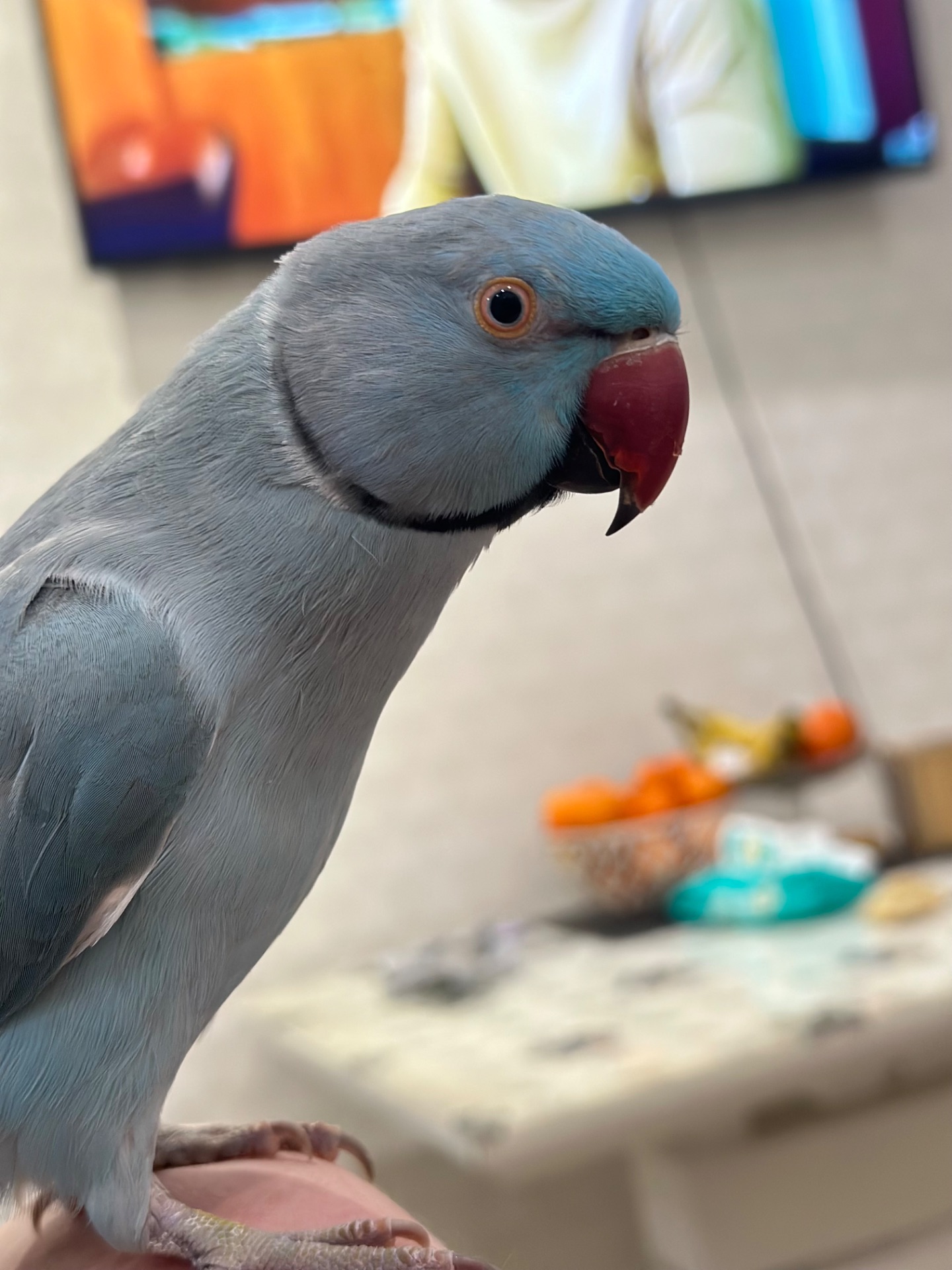 Говорит 30 слов Ожереловый говорящий попугай и ручной