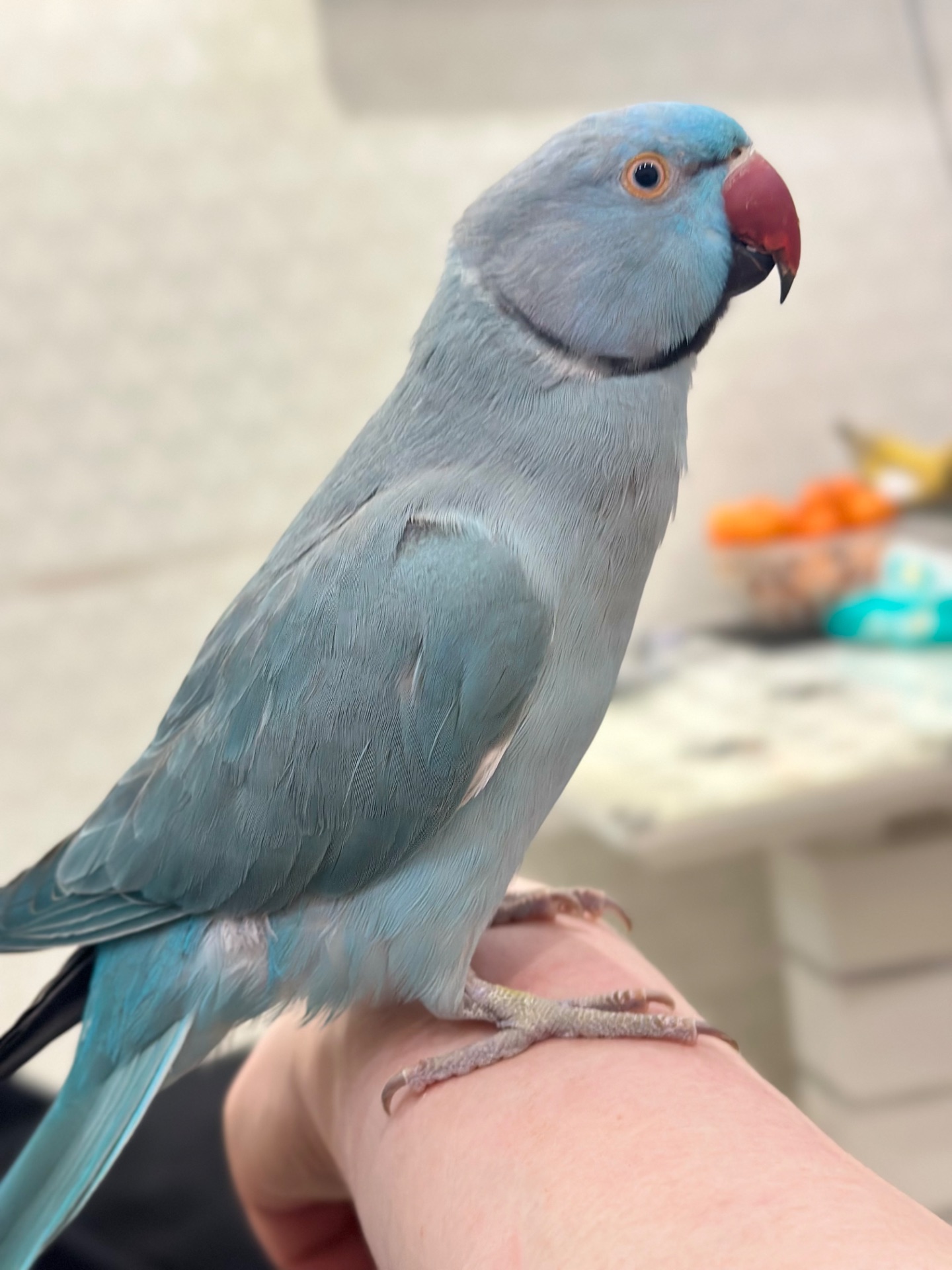 Говорит 30 слов Ожереловый говорящий попугай и ручной