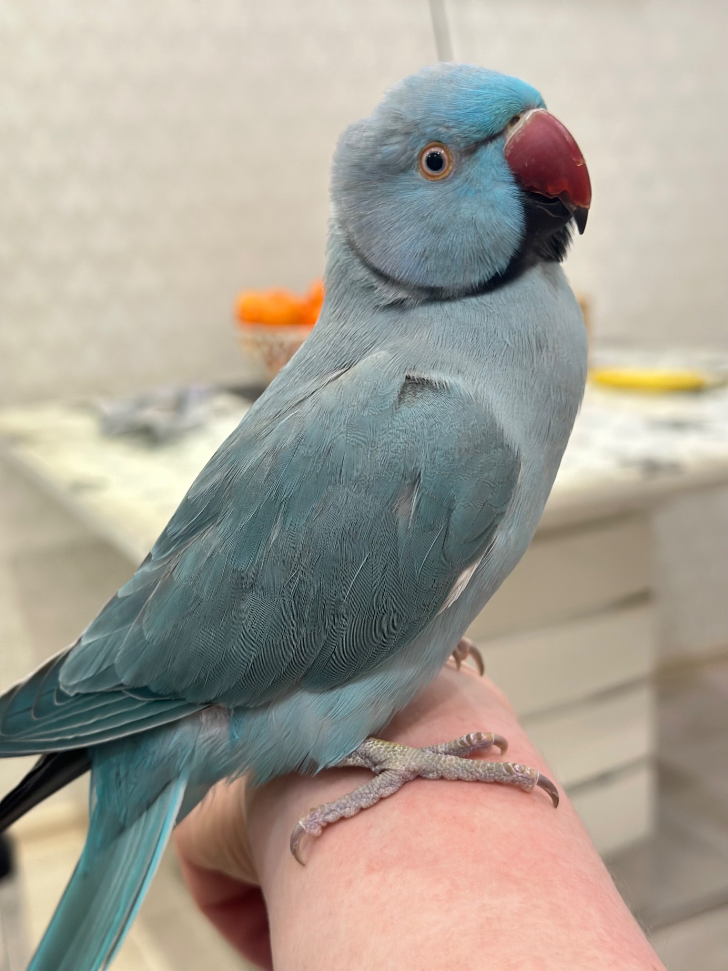 Говорит 30 слов Ожереловый говорящий попугай и ручной