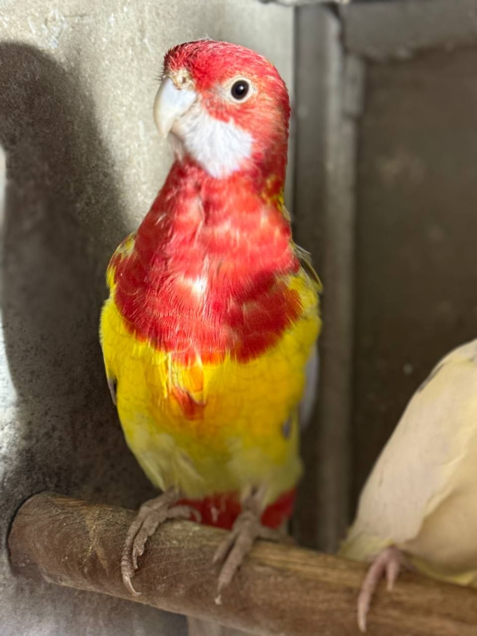 Червоні папуги розелла різного віку