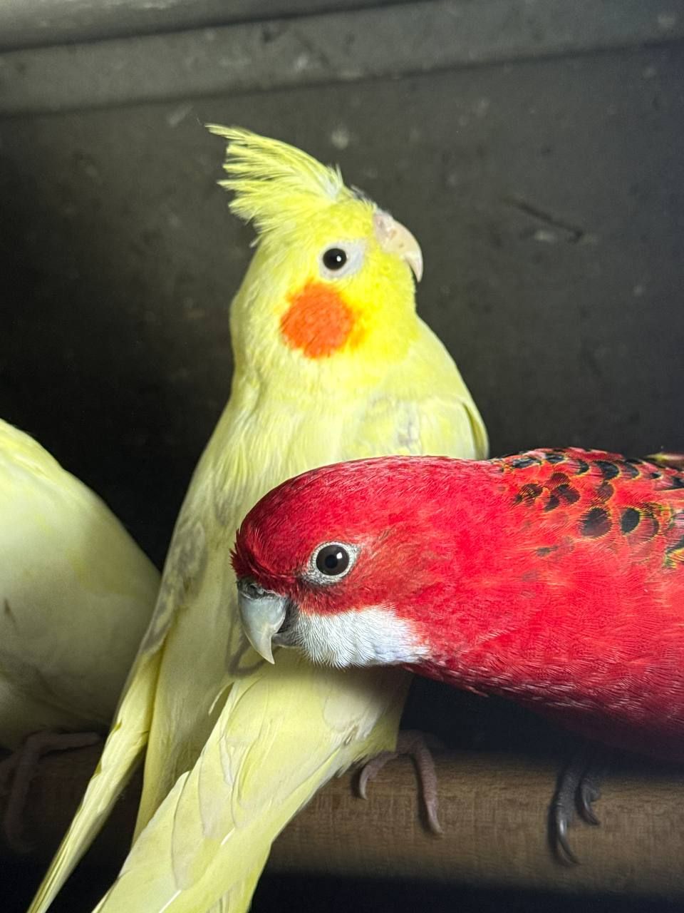 Червоні папуги розелла різного віку