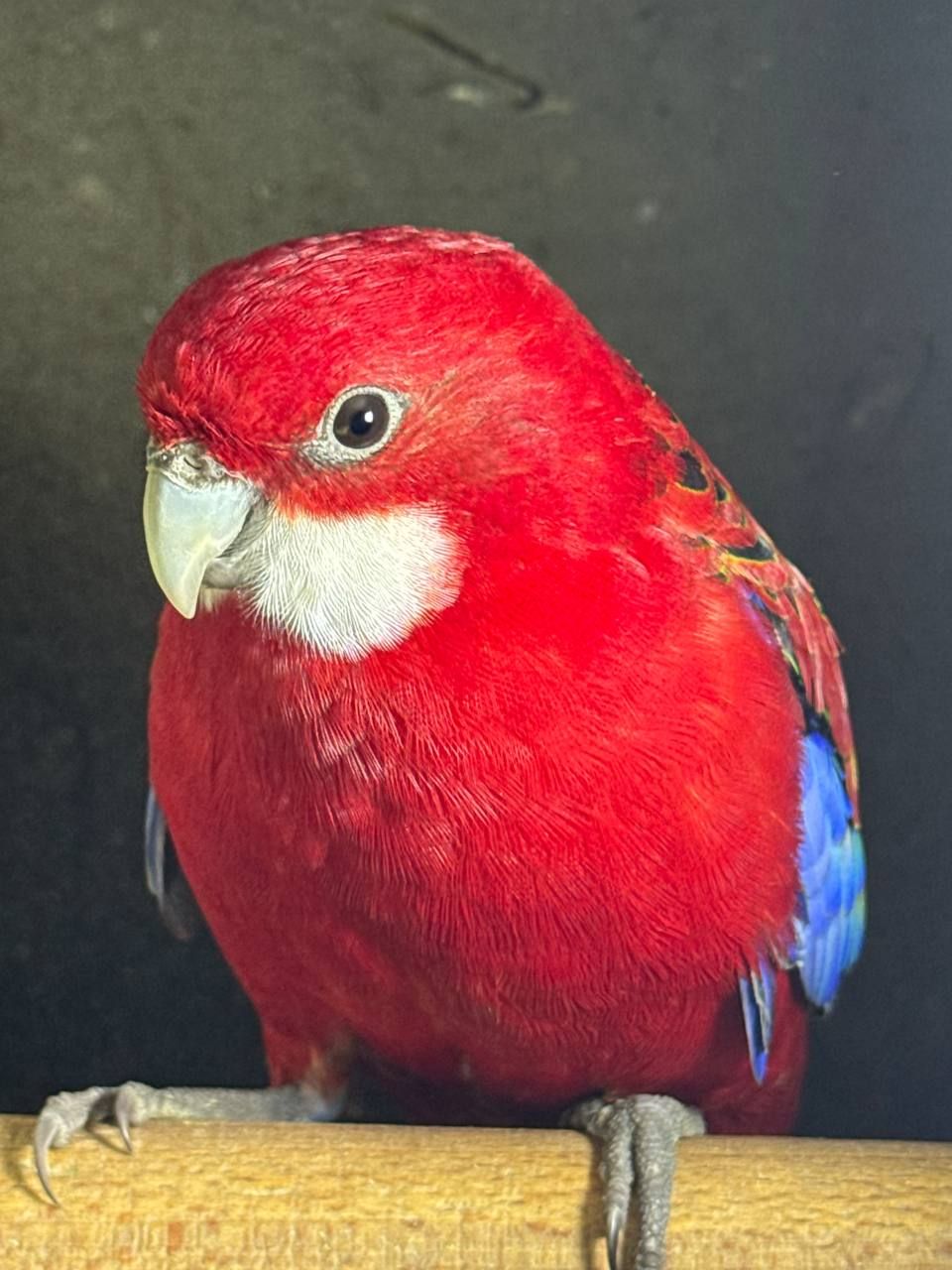 Розелла пташенята молоді