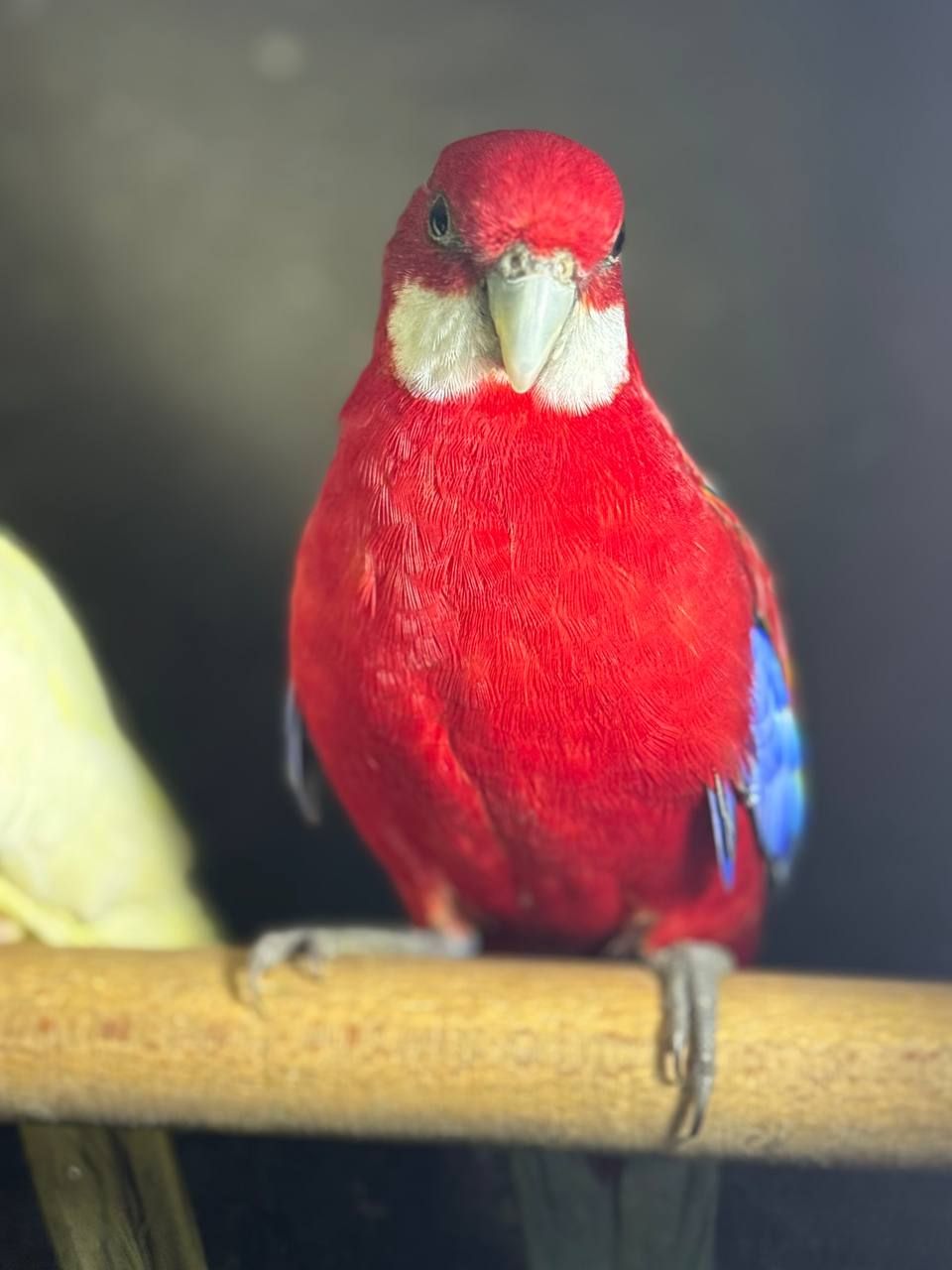 Розелла пташенята молоді