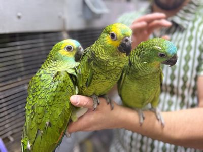 Папуга Амазон ручні пташенята викормиші