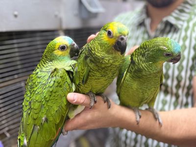 Папуга Амазон ручні пташенята викормиші