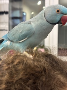 Говорит 30 слов Ожереловый говорящий попугай и ручной