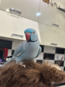 Говорит 30 слов Ожереловый говорящий попугай и ручной