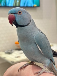 Говорит 30 слов Ожереловый говорящий попугай и ручной