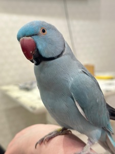 Говорит 30 слов Ожереловый говорящий попугай и ручной