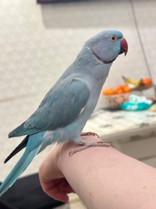 Говорит 30 слов Ожереловый говорящий попугай и ручной