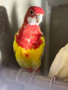 Червоні папуги розелла різного віку