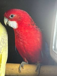 Червоні папуги розелла різного віку