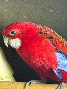 Розелла пташенята молоді