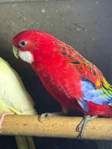 Розелла пташенята молоді