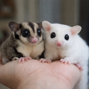 Цукрова білочка-летяга