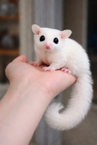 Цукрова білочка-летяга