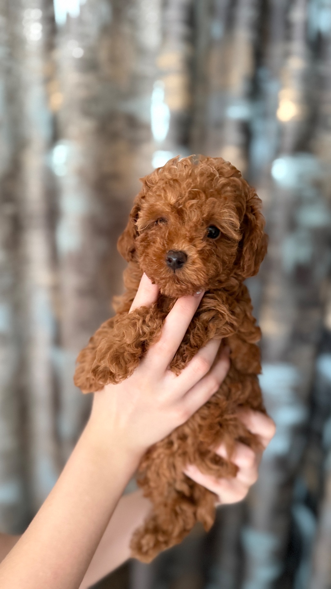 Цуценята той пудель