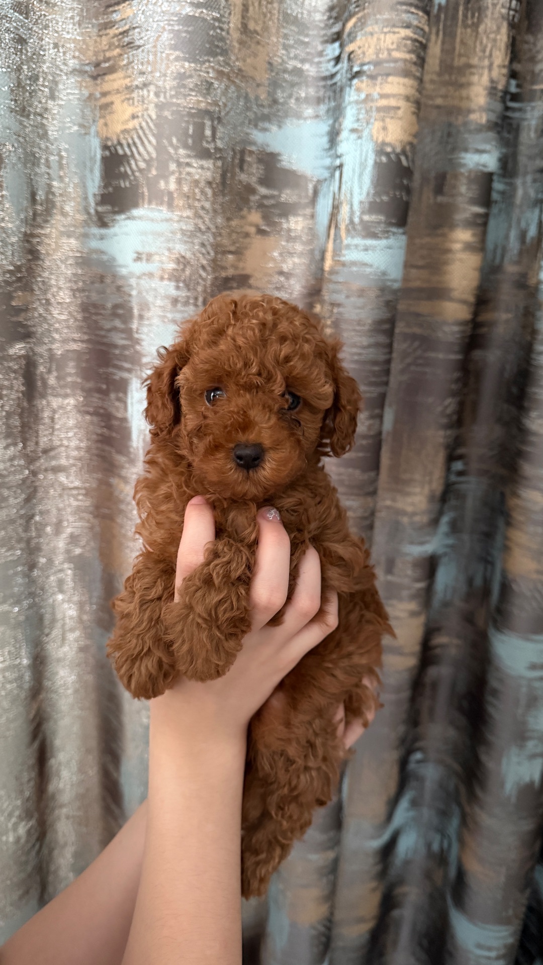 Цуценята той пудель