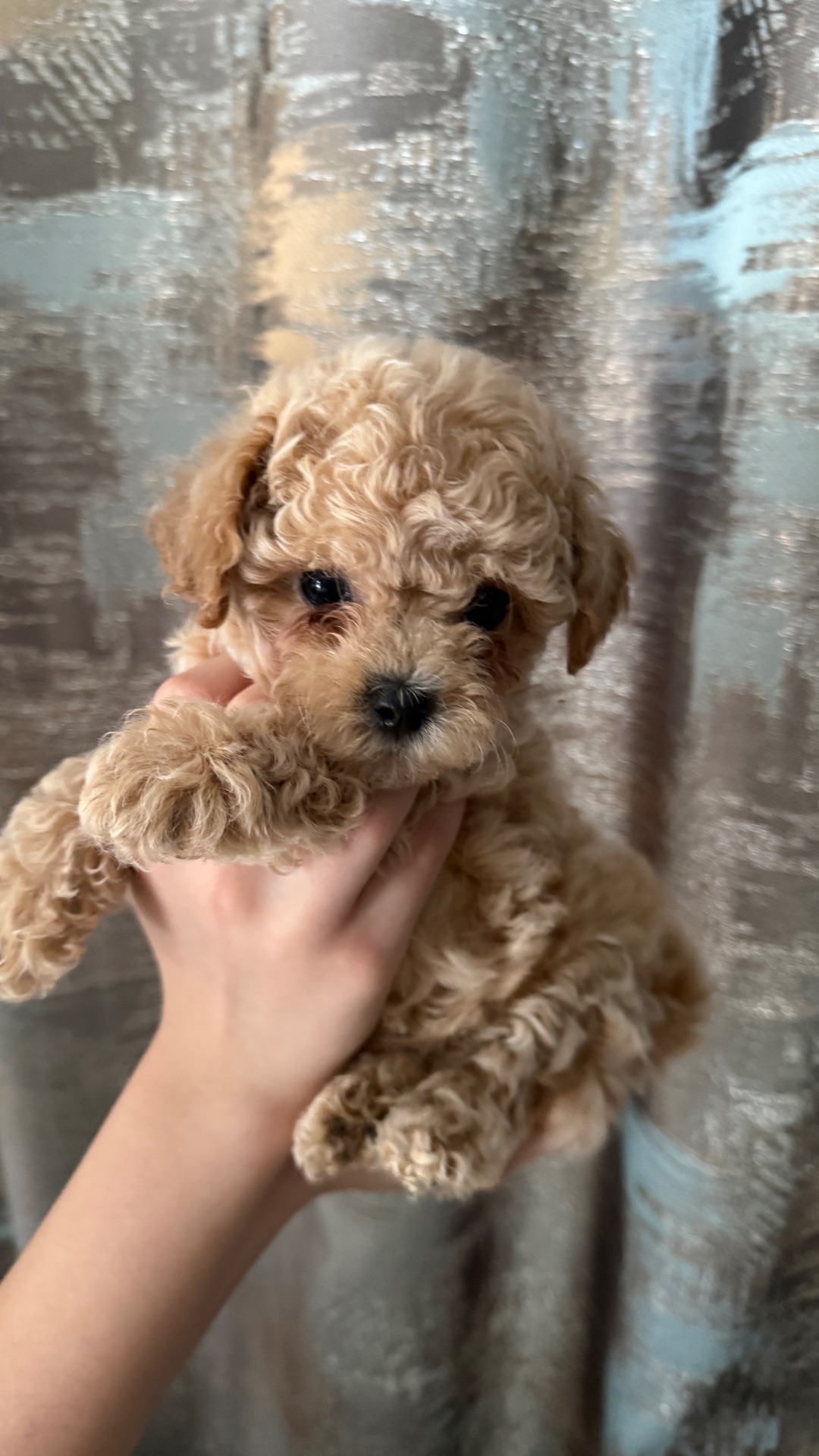 Чарівні малюки мальтіпу