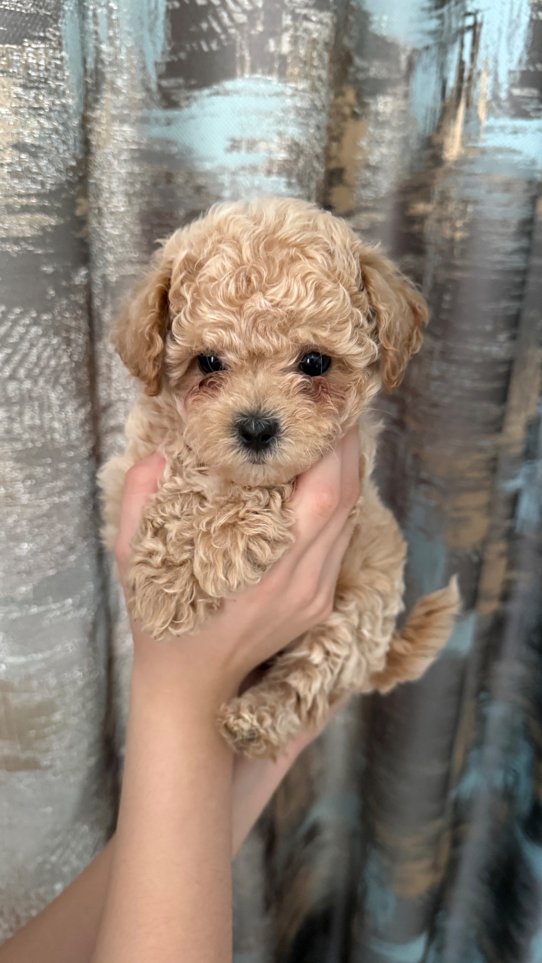 Чарівні малюки мальтіпу