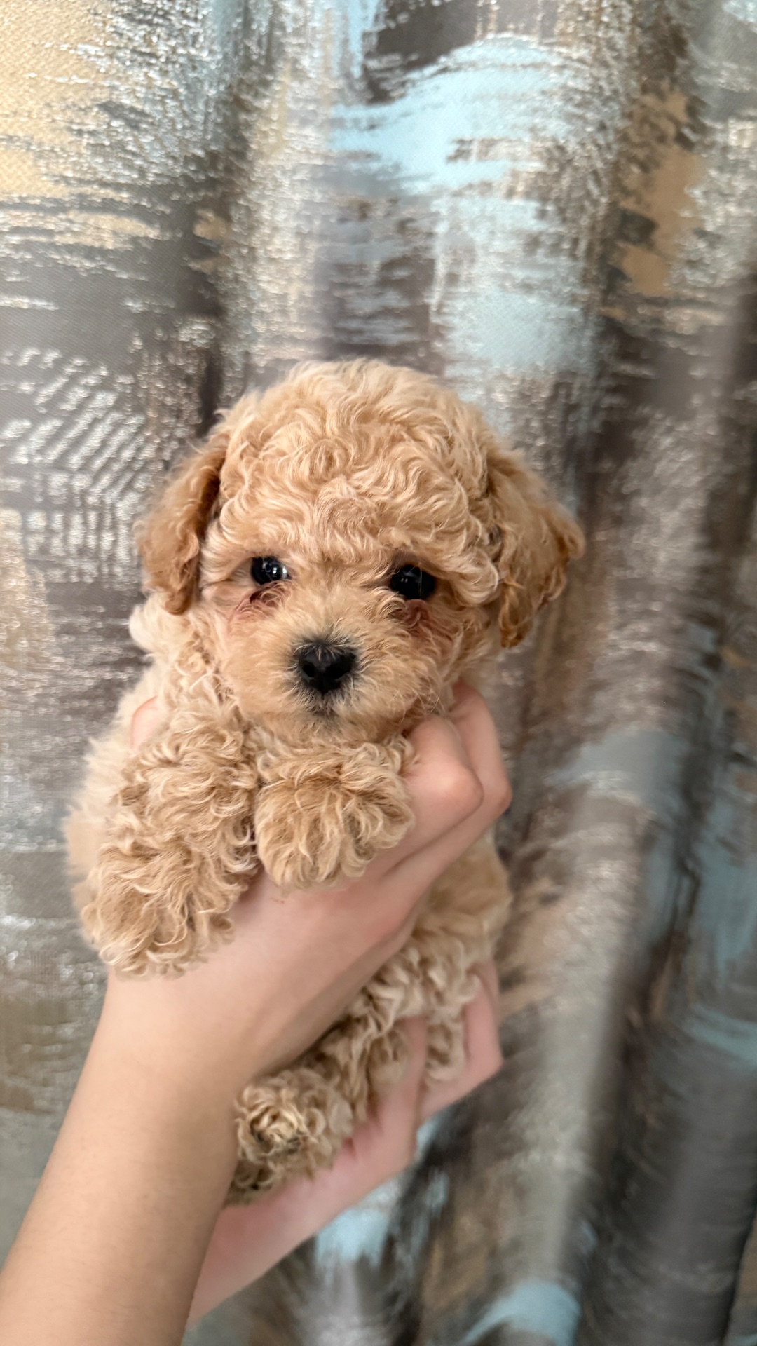 Чарівні малюки мальтіпу