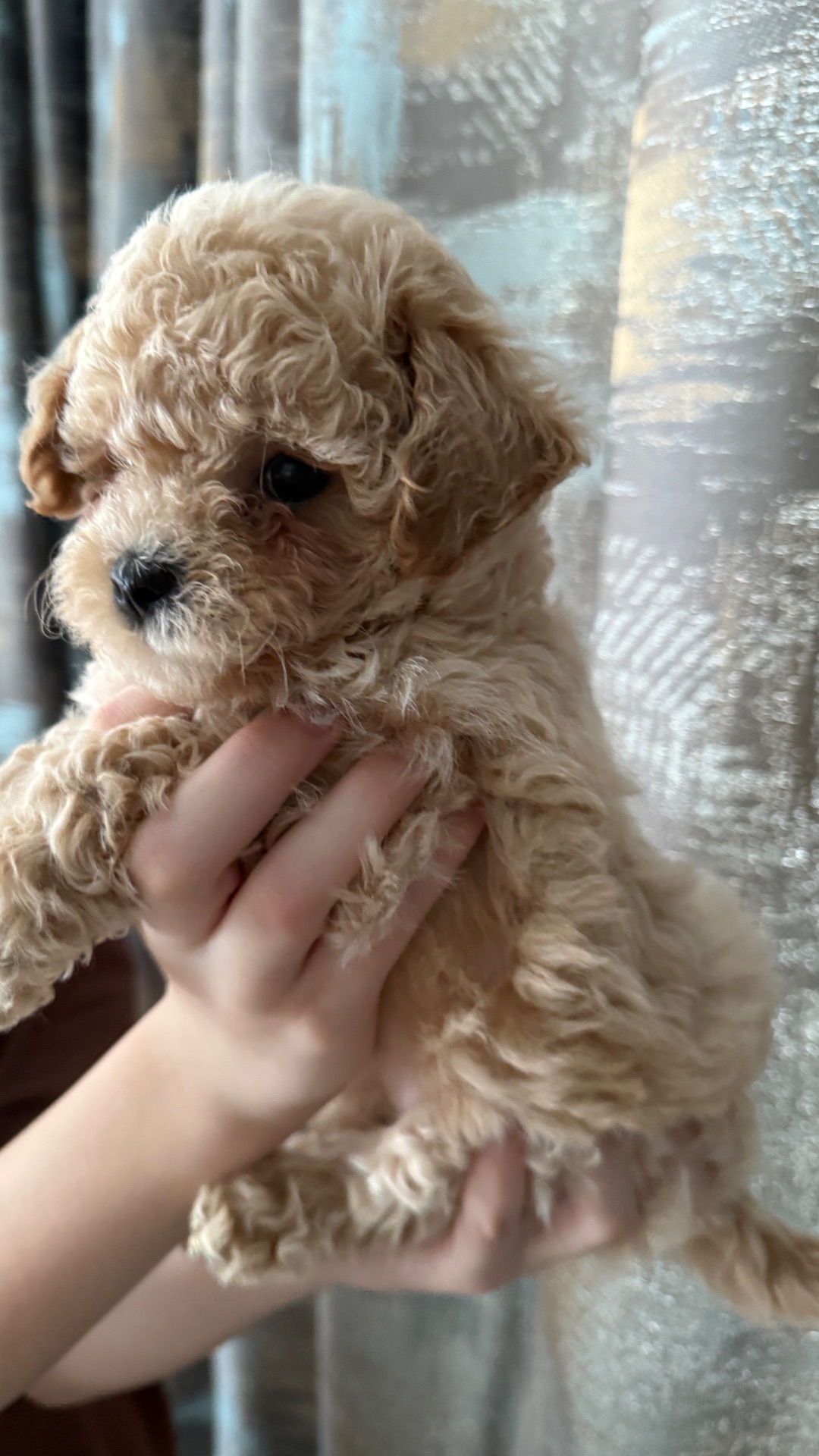 Чарівні малюки мальтіпу