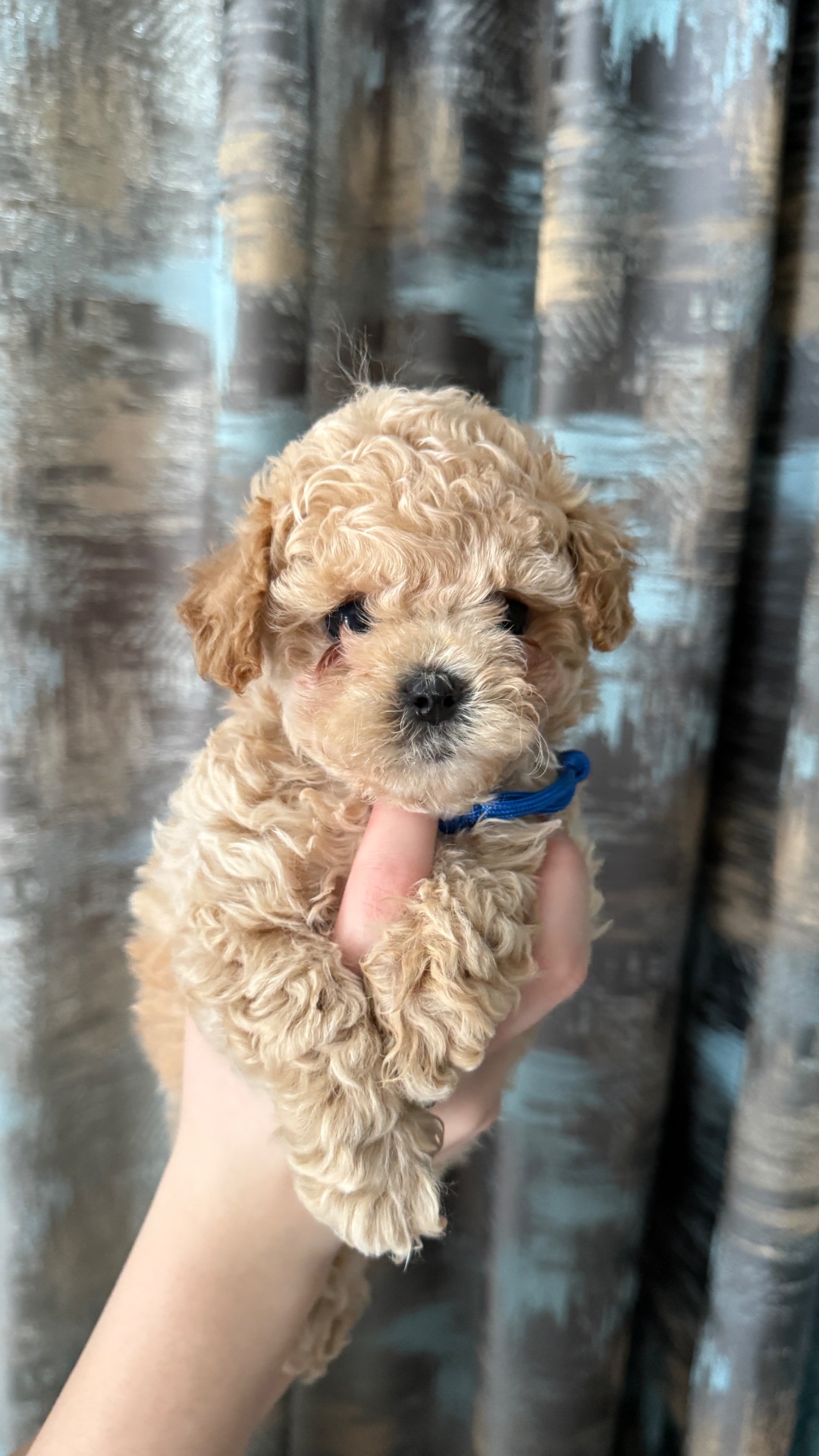 Чарівні малюки мальтіпу