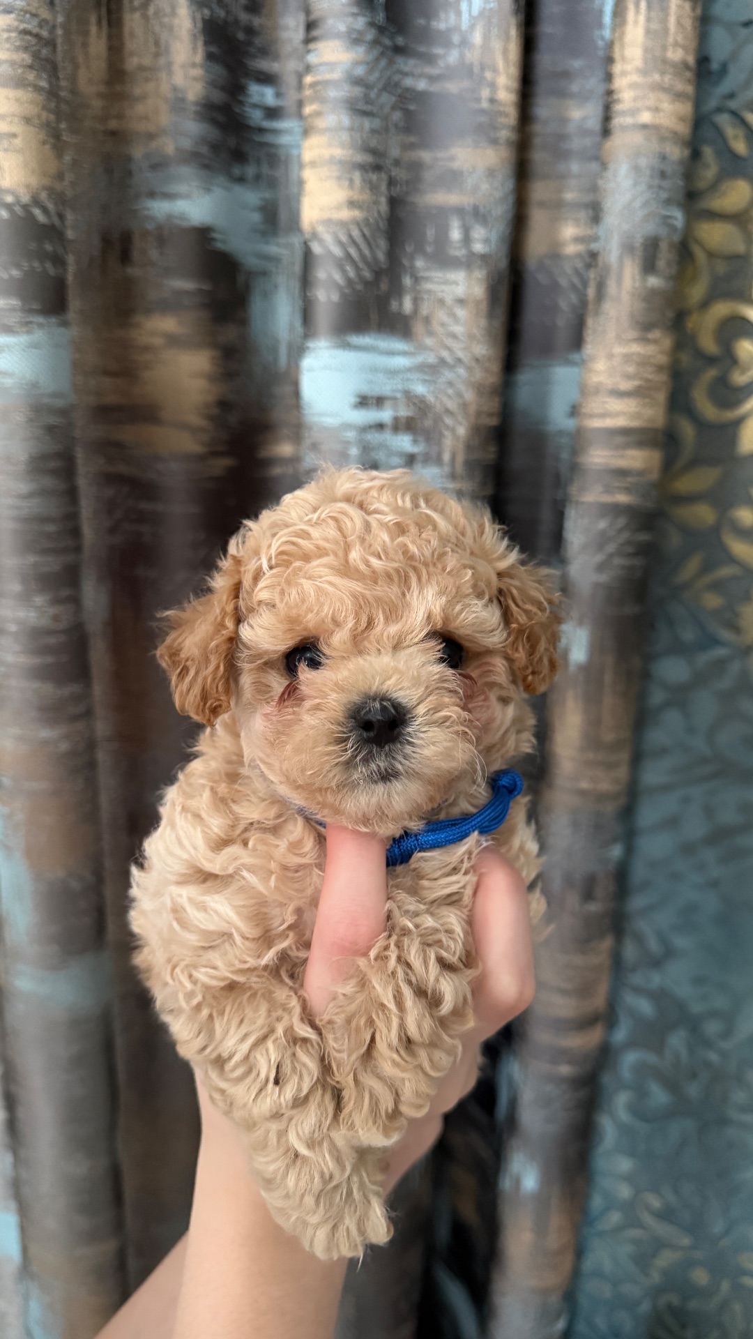 Чарівні малюки мальтіпу